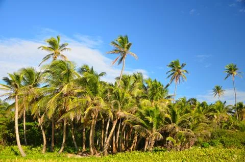 Grove of Palm Trees Stock Photos