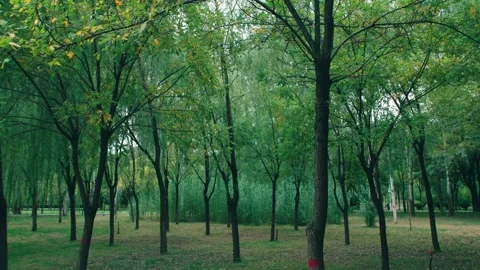 Grove in the park Stock Footage 234053701