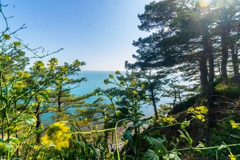 A grove of Pitsunda pine on the high cliffs of the Black Sea coast. Tall Pi.. Stock Photos