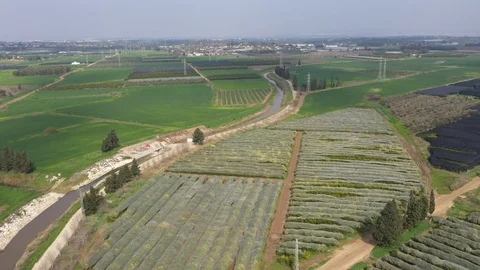 Grove rows and green fields Vídeos de archivo 125908708