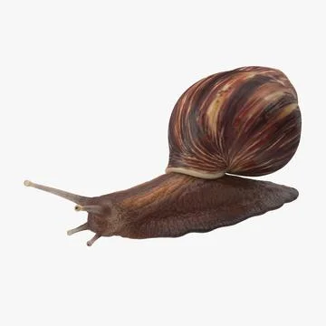 Grove snail 01 3D Model