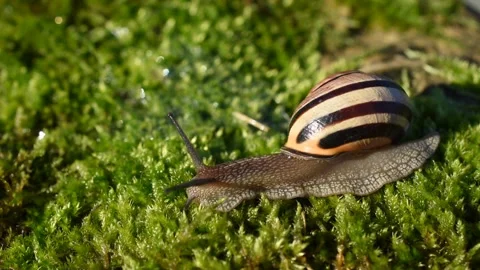 Grove snail Stock Footage 142865026