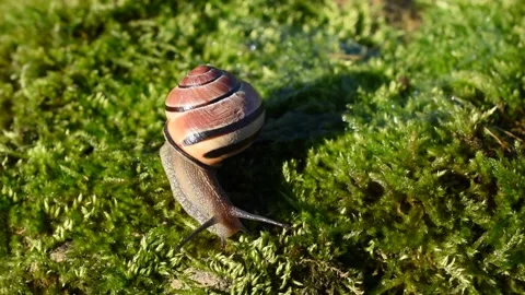 Grove snail Stock Footage 143291638