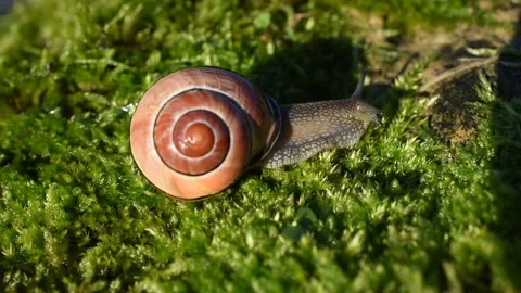 Grove snail Stock Footage 143348086