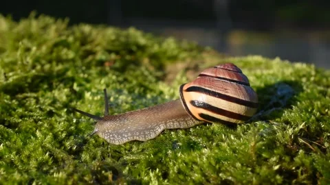 Grove snail Stock Footage 143495376