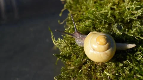 Grove snail Stock Footage 143639051