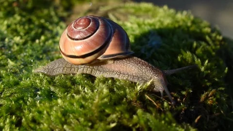 Grove snail Stock Footage 143874503