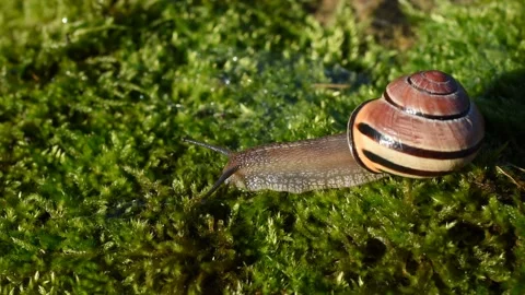 Grove snail Stock Footage 144021720