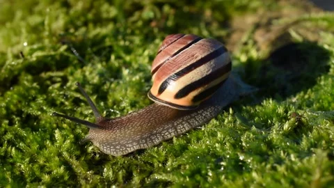 Grove snail Stock Footage 144131121