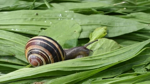 Grove snail Stock Footage 154898555