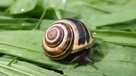 Grove snail Stock Footage 154912077