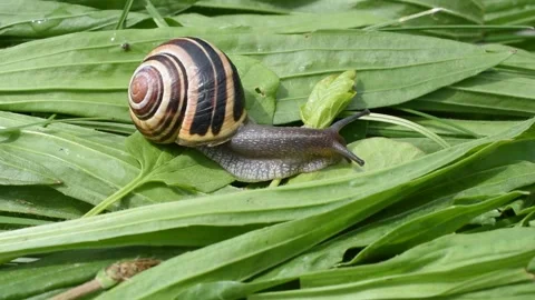 Grove snail Stock Footage 155038729