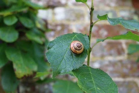 Grove snail on leaf Stock Photos