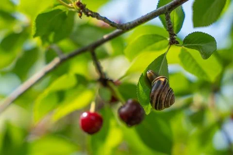 Grove Snail on Sweet Cherry Leaf in Sunlight Foto stock