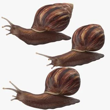 Grove Snails Poses 3D Model