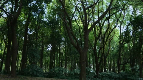 A grove in the sun Video stock 142912308