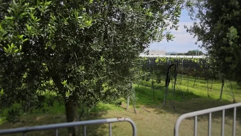 Grove Tree Overlooking Trellised Vineyard Rows Greenery Queretaro Wine Stock Footage 345439170