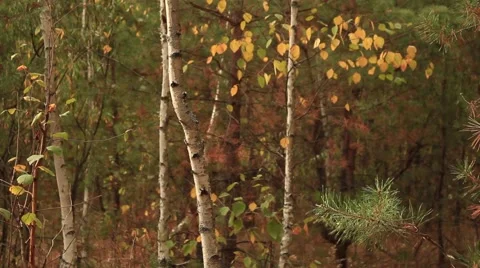 Grove of trees Autumn Video stock 55374073