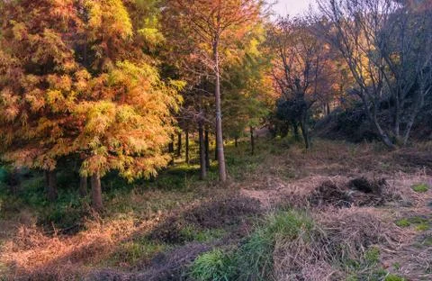 Grove of trees in fall colors Stock Photos