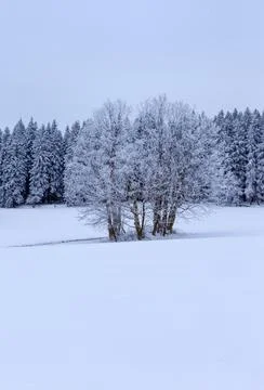 A grove of trees in a field covered with fresh snow Stock Photos