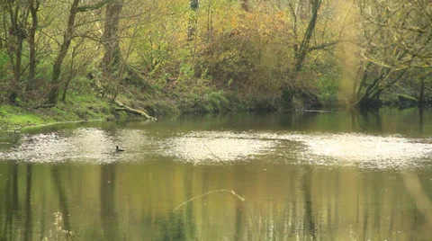 Grove of trees Stock Footage 33061099