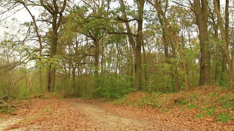 Grove of trees 스톡 동영상 33061149