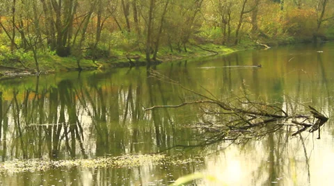 Grove of trees Stock-Footage 33061150