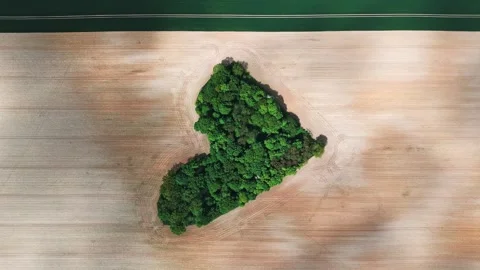 Grove of trees forming a heart shape on farmland, drone perspective showing.. Video stock 312147816