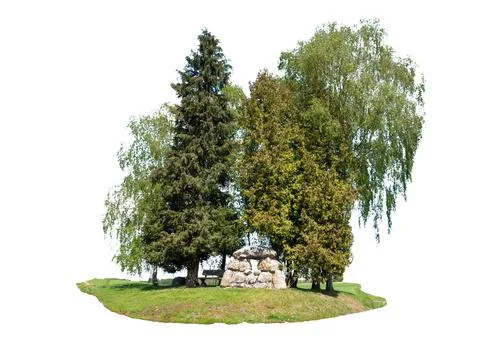 Grove of Trees Isolated on White Background Nature Design Stock Photos