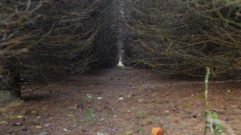 Grove of Trees Tunnel 動画素材 121594714