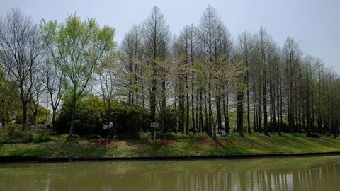 The grove under the blue sky is full of tourists 스톡 동영상 107749930