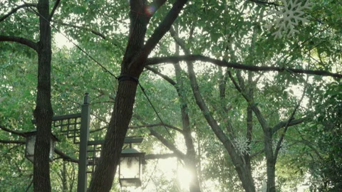 The grove under the sun 스톡 동영상 274094095