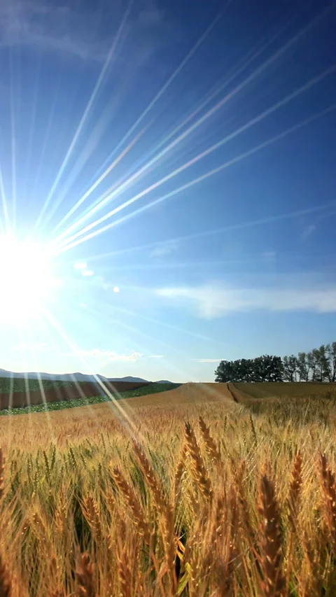 Grove, Wheat Field, and Rays of Sunlight Vídeos de archivo 330244020