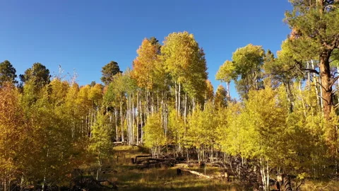 Grove of young aspen trees in fall colors, slow forward drone ascend. Stock Footage 164697948