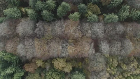 Grovely Woods 1 Stock Footage 236490883