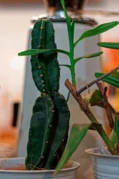 Grow Up Cactus Stock Photos