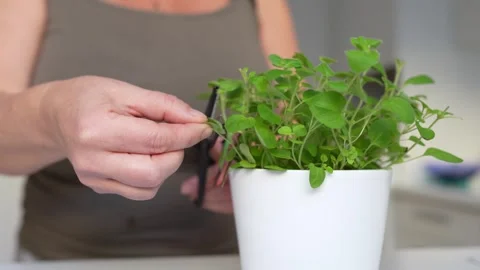 Grow herbs in your home kitchen Stock Footage 255122041