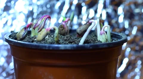 Grow light. The seedlings Stock-Footage 60797626