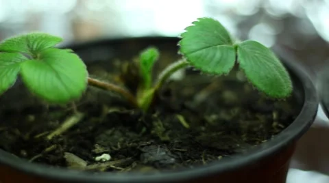 Grow light  Strawberry seedlings Vídeo Stock 60797614