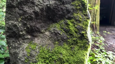 Grow moss on stone Stock Footage 249386323