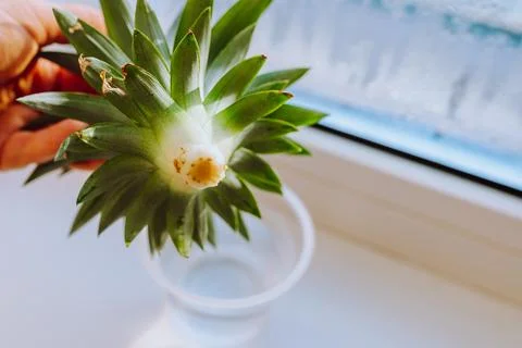 Grow pineapple at home Stock Photos