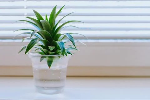 Grow pineapple at home Stock Photos