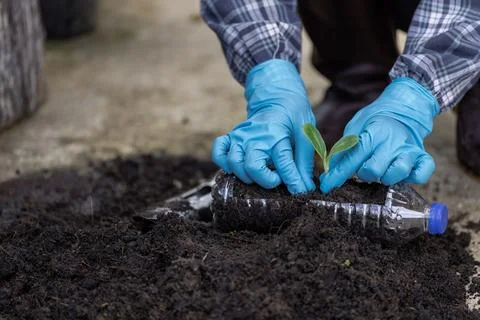Grow plants with black soil in used plastic containers. for planting Conser.. Stock Photos