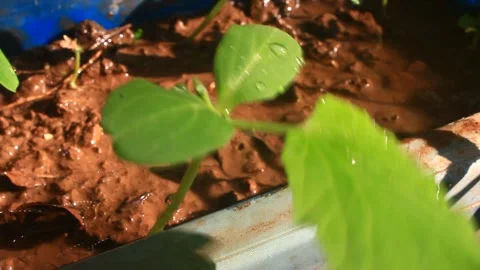 Grow pumpkin Stock Footage 291509444