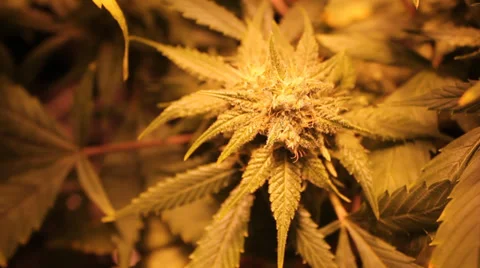 Grow Room Stock Footage 35735853