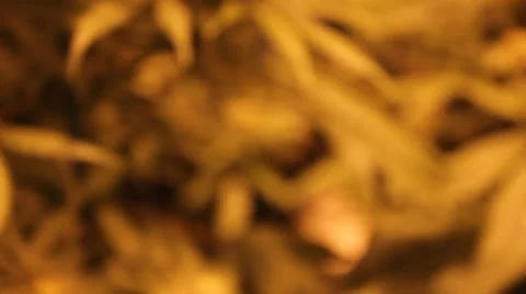 Grow Room Stock Footage 35737157