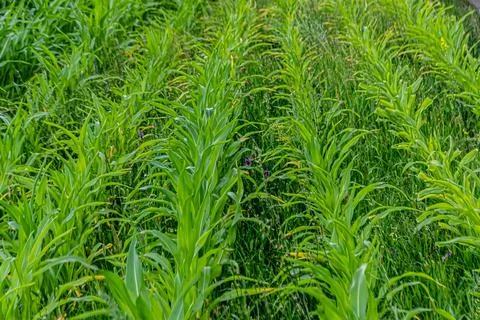 Grow rows of young corn Stock Photos