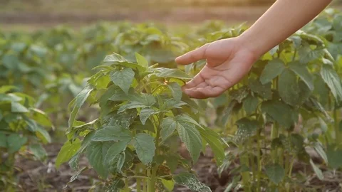 Grow vegetable with care 스톡 동영상 79669217