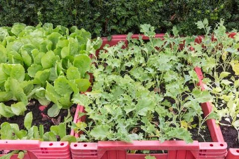 Grow vegetables in a  red plastic box Stock Photos