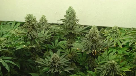 Growed marijuana plants Stock Footage 142839523